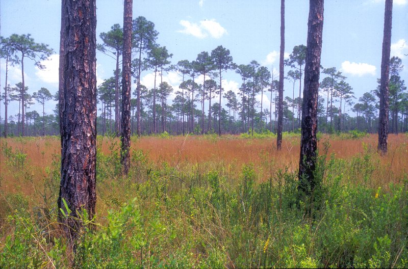 Longleaf pines and grasses at Mississippi Sandhill Crane National Wildlife Refuge in Gautier.