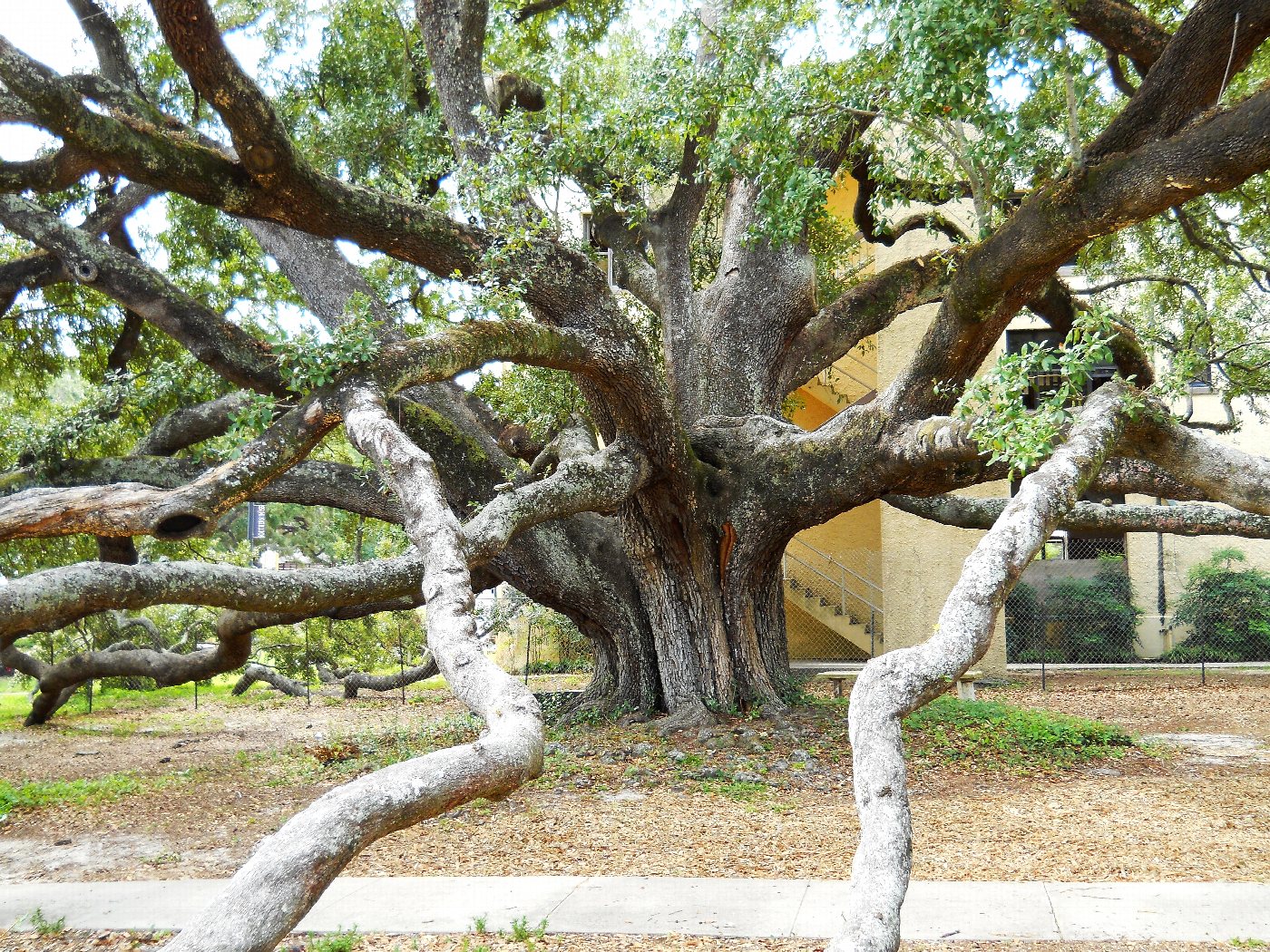 The spreading limbs of Friendship Oak in Long Beach.